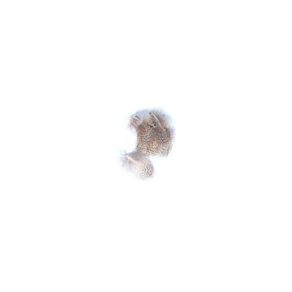 English Grey Partridge Grey Flank
