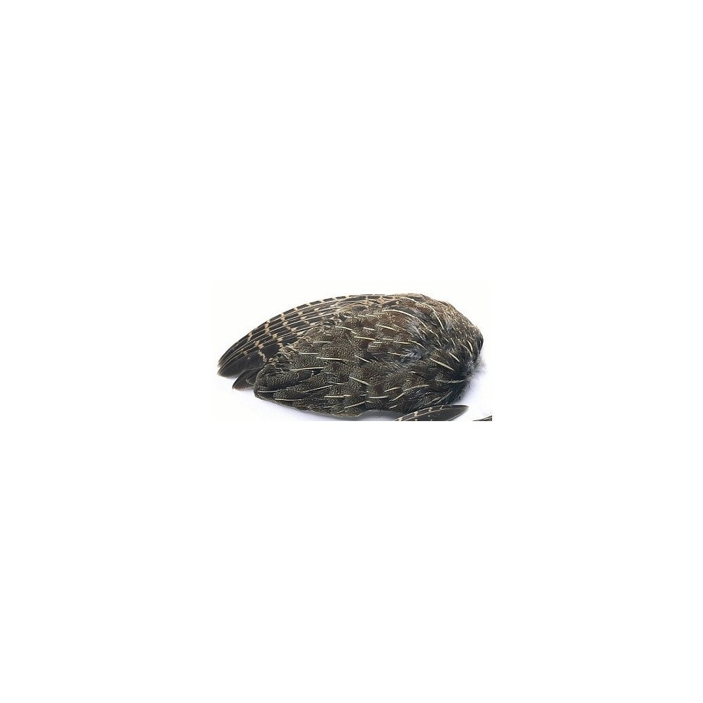 English Grey Partridge Wings