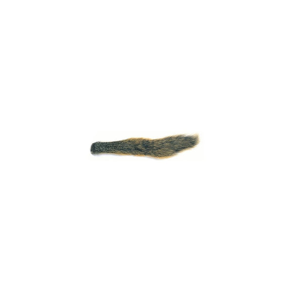 Fox Squirrel Natural Barred Tail