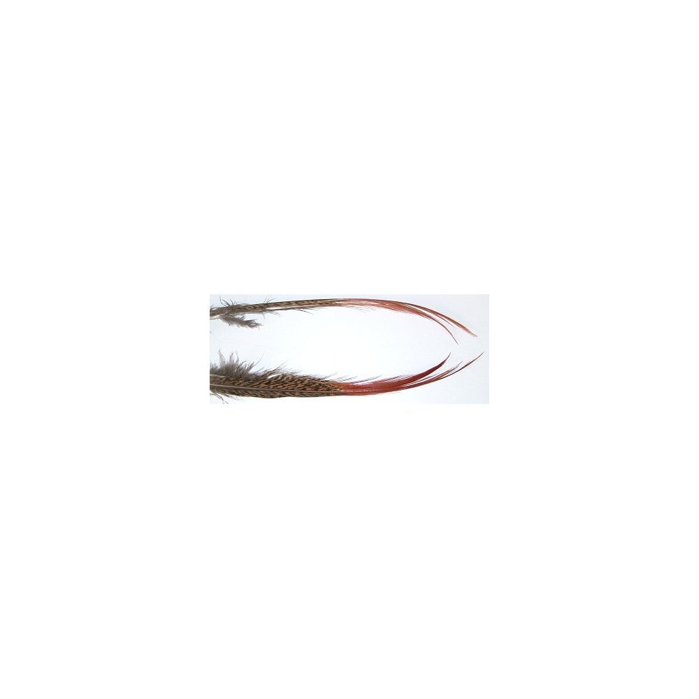 Golden Pheasant Red Spears