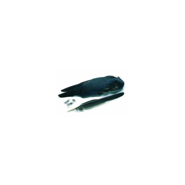 Jackdaw Wings