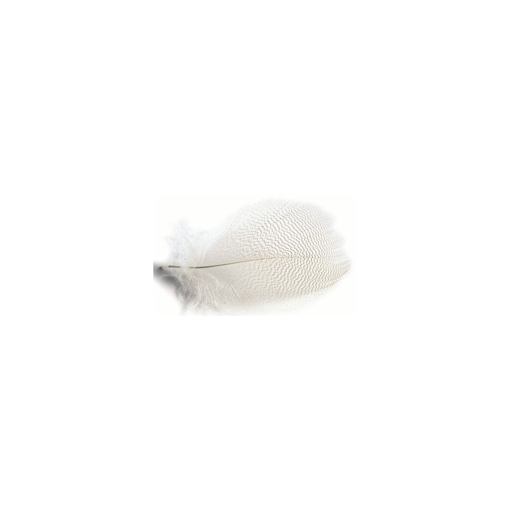 Mallard Duck Drake Grey Flank Natural (selected)
