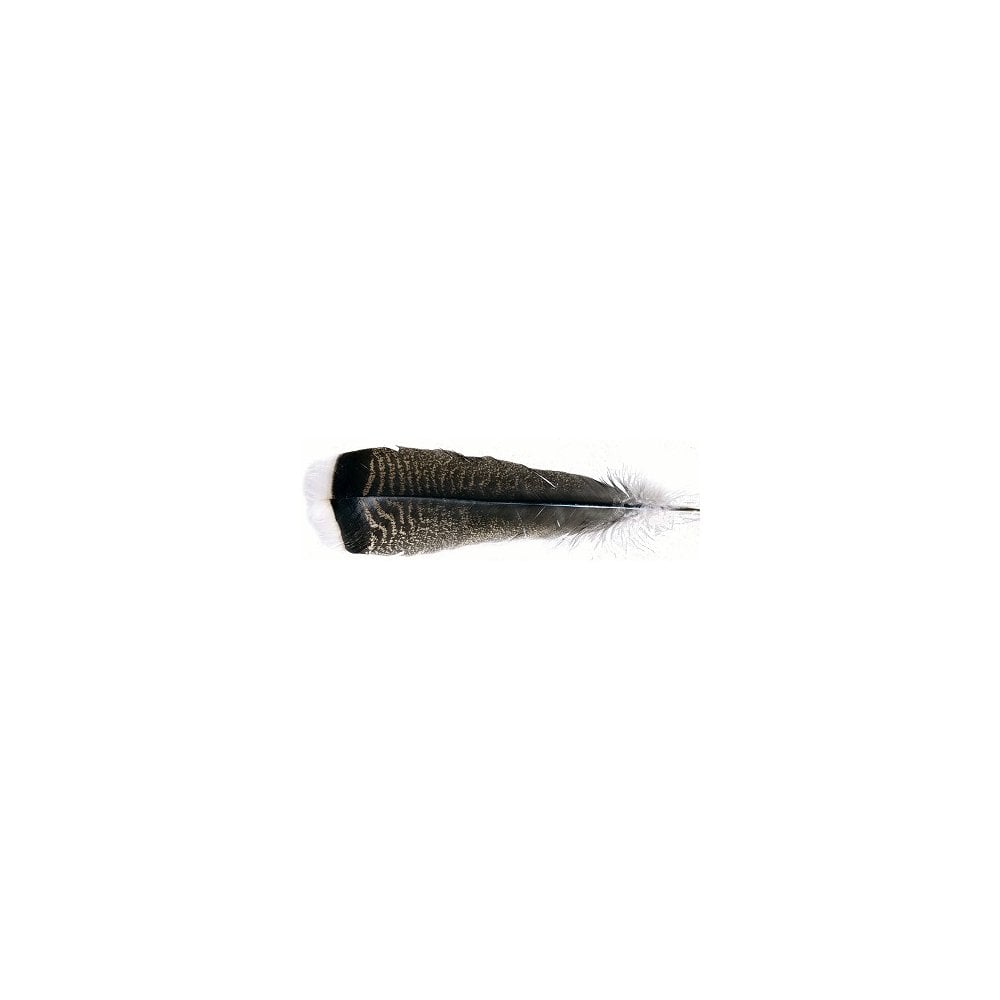 Oak Mottled Turkey Wing Quills 1st Grade