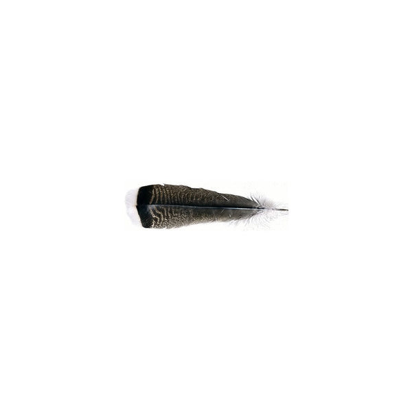 Oak Mottled Turkey Wing Quills 1st Grade