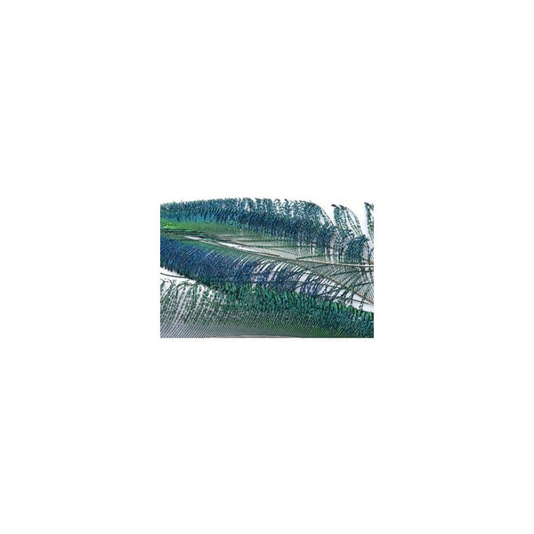 Peacock Sword Tails