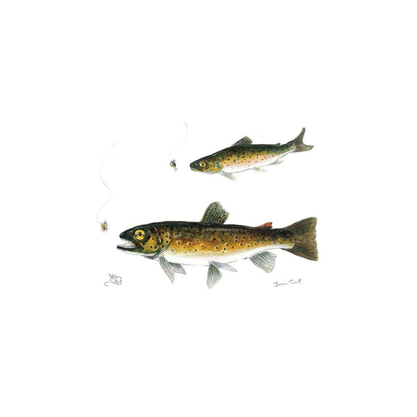 Brown Trout Card