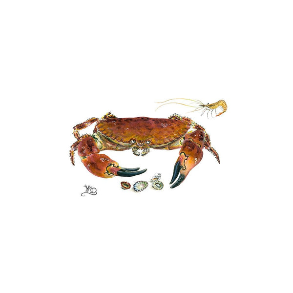 Male Crab Card