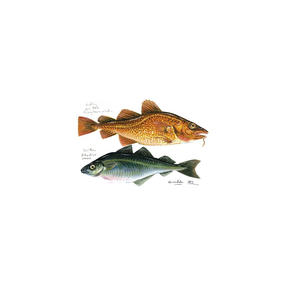 Codling & Saithe Card