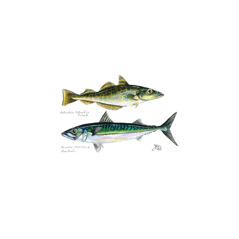 Pollock & Mackerel Card