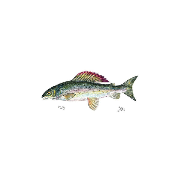 Grayling Card