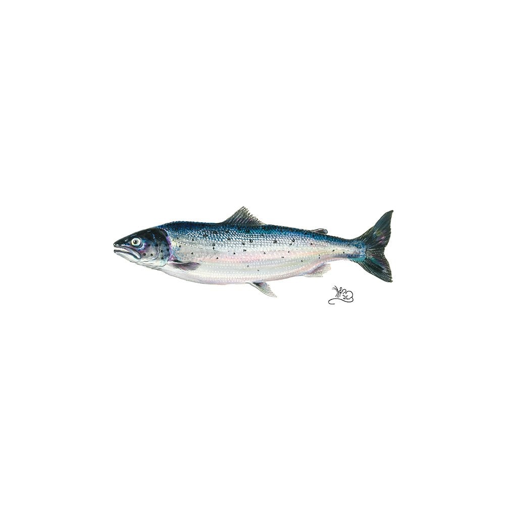 Salmon Card