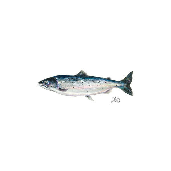 Salmon Card