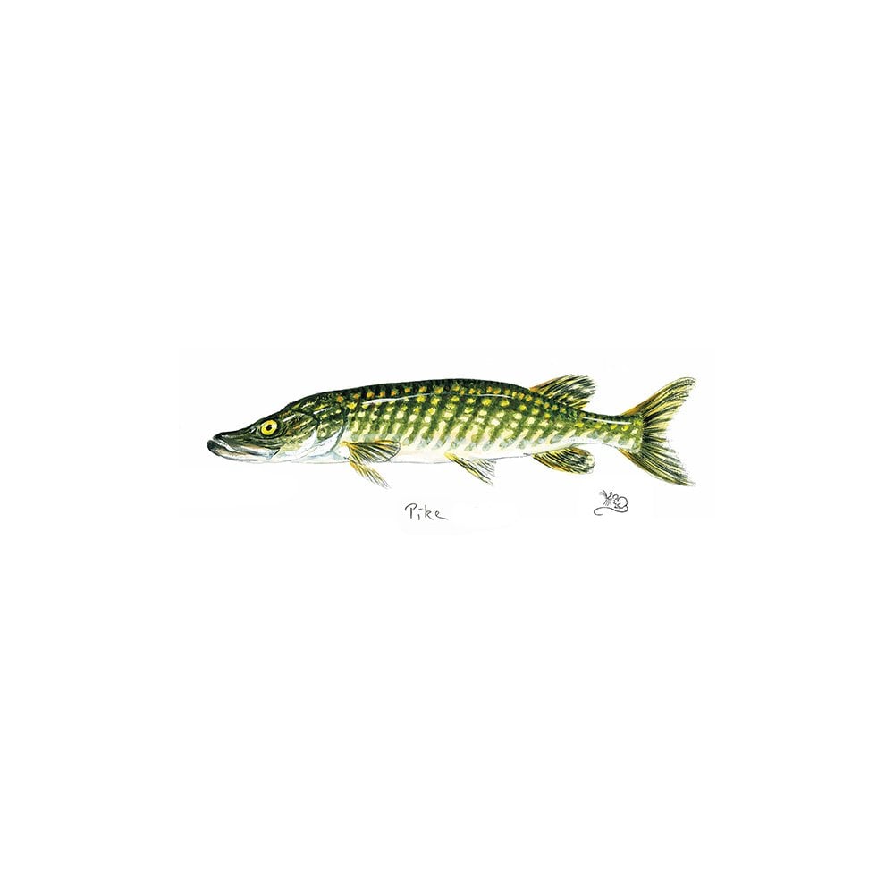Pike Card