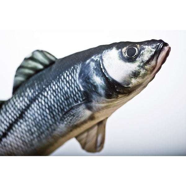 The European Sea Bass - 70cm