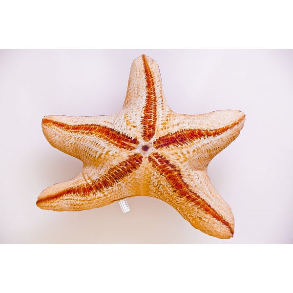 The Starfish - 50cm