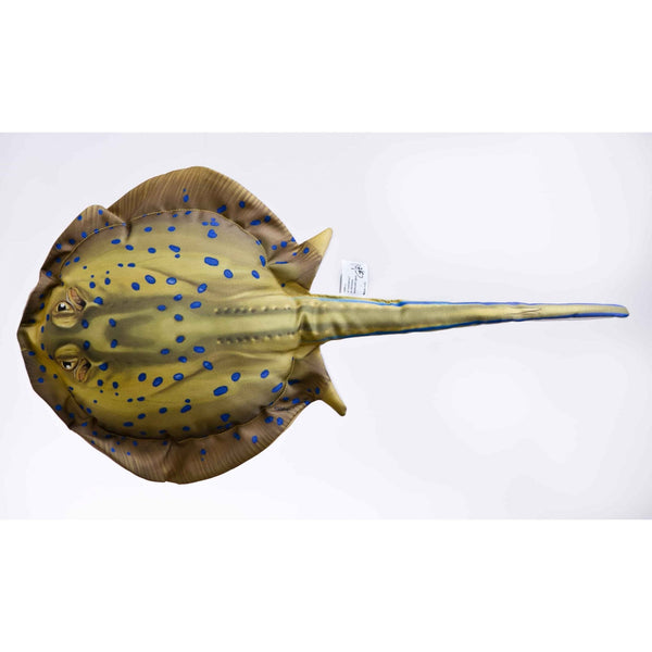 The Blue Spotted Stingray - 85cm