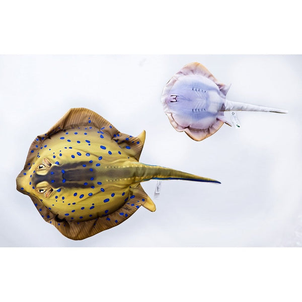 The Blue Spotted Stingray - 85cm