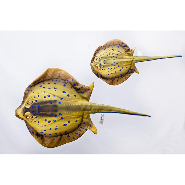 The Blue Spotted Stingray - 85cm