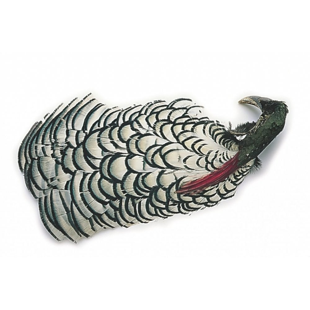 Amherst Pheasant Complete Head No.1 or No.2