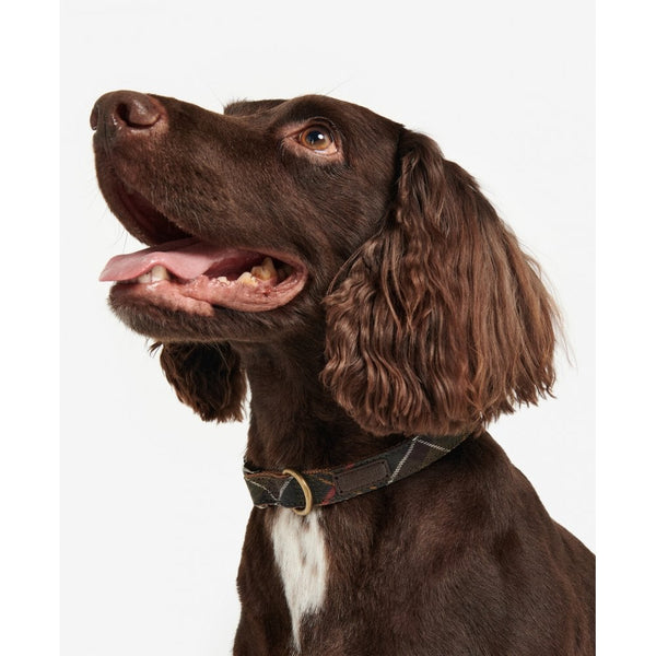 Tartan/webbing Dog Collar - Classic Tartan
