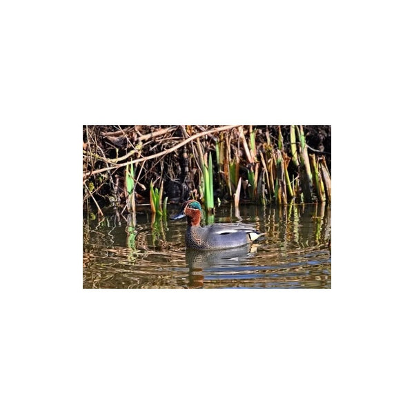 Teal Call