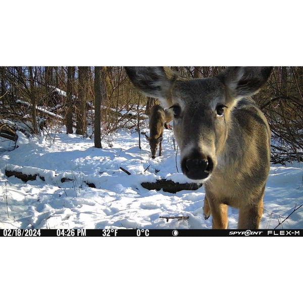 Flex-M Nature Camera