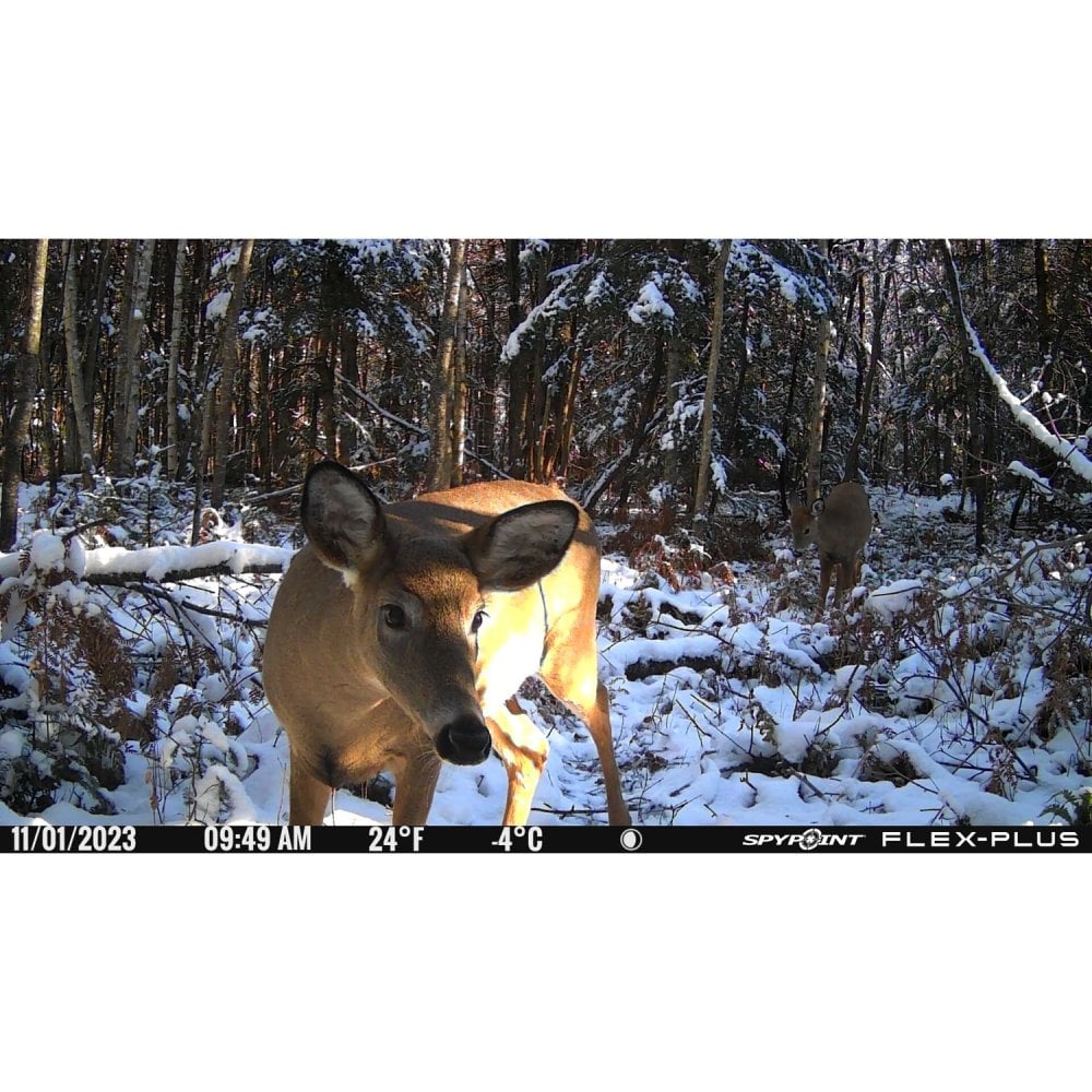 Flex-Plus Nature Camera
