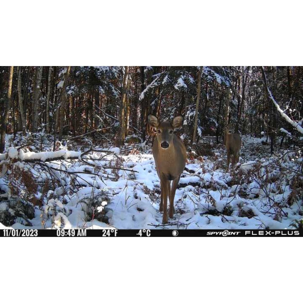 Flex-Plus Nature Camera