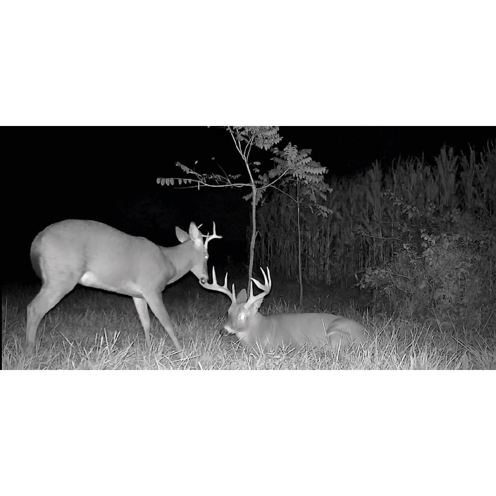 Flex-Plus Nature Camera