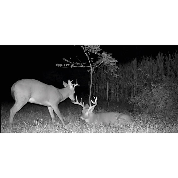Flex-Plus Nature Camera