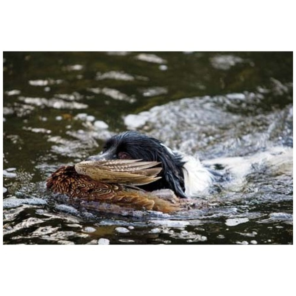 Wet Retrieve by CSP Greeting Card