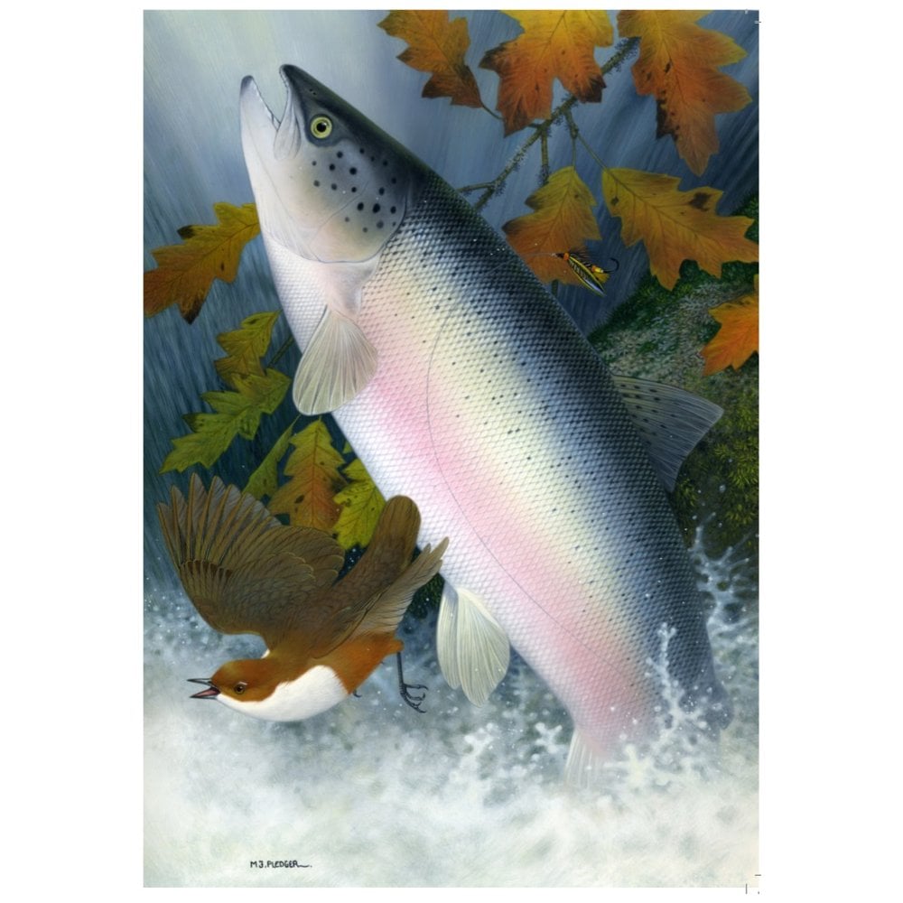 Salmon & Dipper by Maurice Pledger Greeting Card