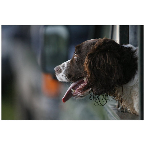 Working Springer Spaniel by CSP Greeting Card