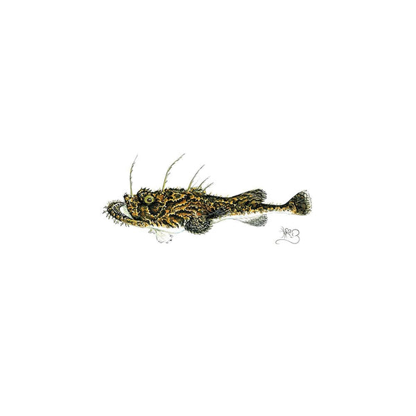Monkfish Card