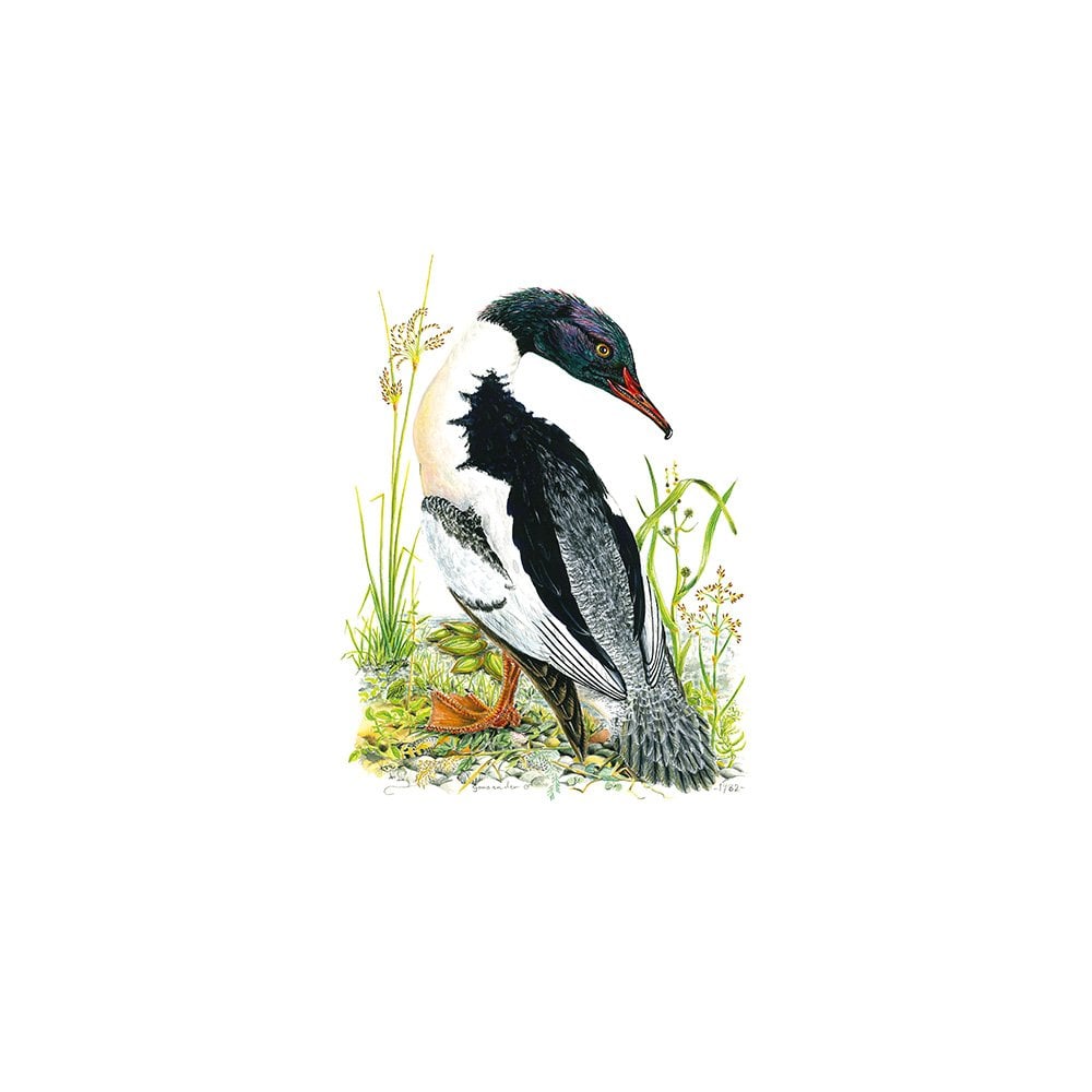 Male Goosander Card