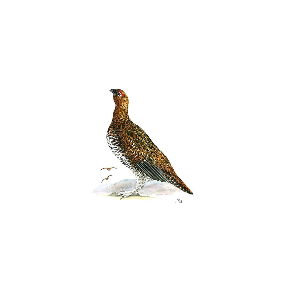 Male Red Grouse Card