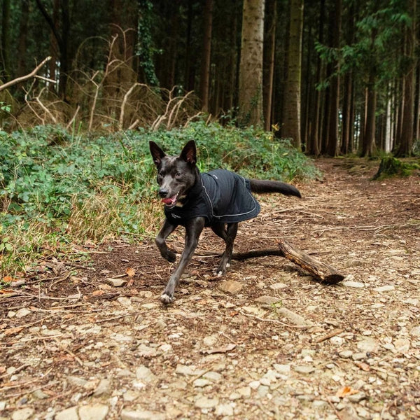 Fleece Lined Dog Coat in Black