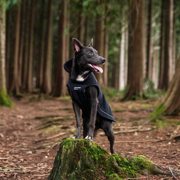 Fleece Lined Dog Coat in Black