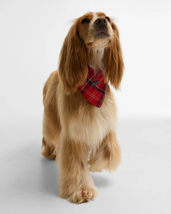 Dog Bandana