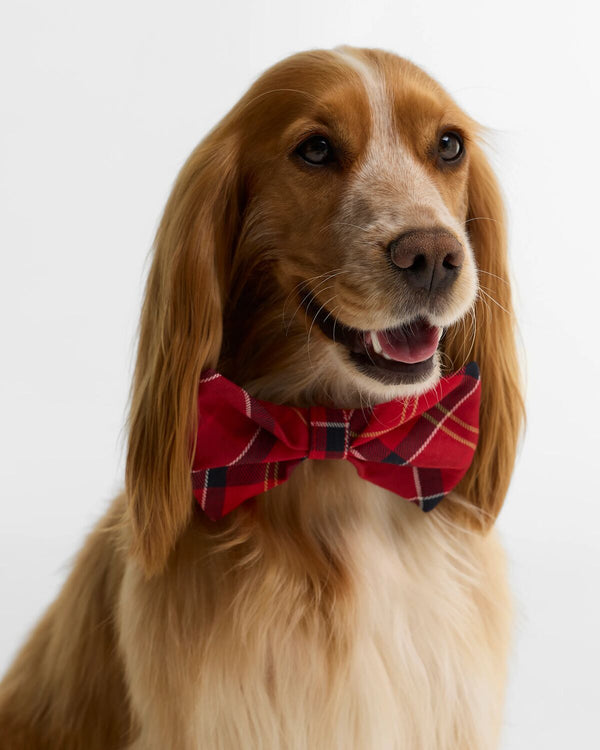 Dog Bow Tie