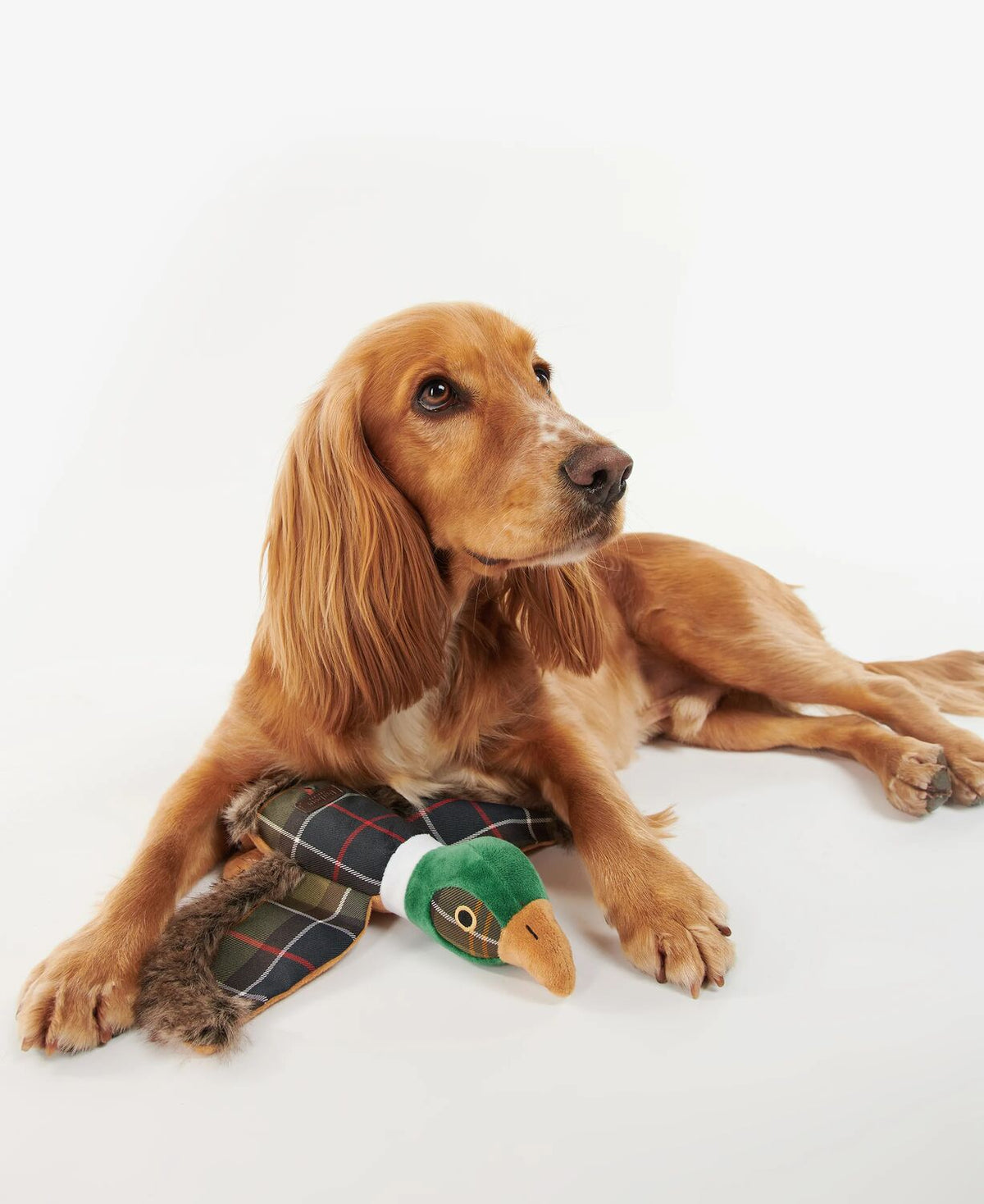 Dog Toy - Pheasant