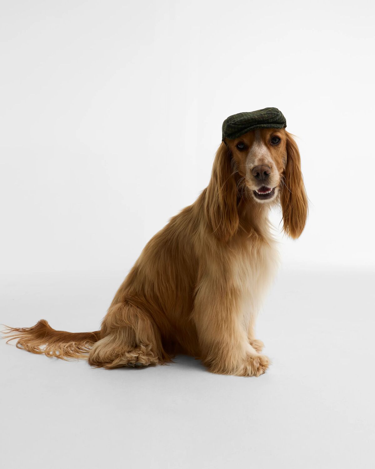 Wilkin Dog Flat Cap