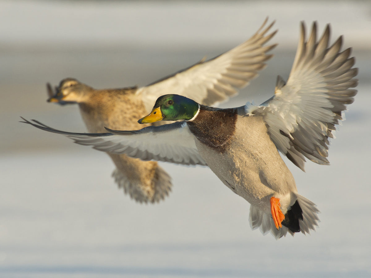 Mallard Call
